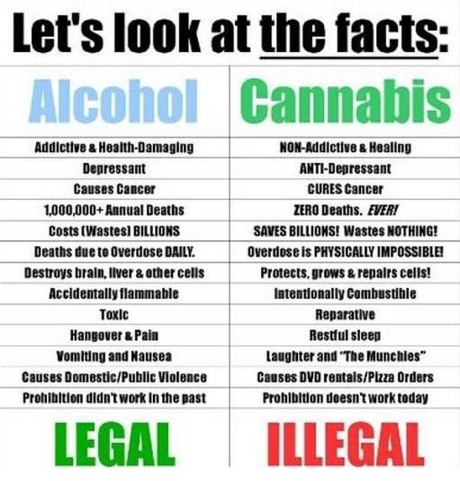 Alcohol v. Cannabis Image